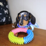 East Ballina Dachshund 01