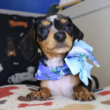 East Ballina Dachshund 02