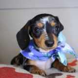East Ballina Dachshund 04