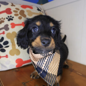 Echo Dachshund 01 Echo Dachshund 01