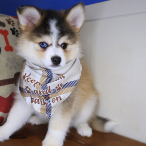 Einstein Pomsky 01 Einstein Pomsky 01