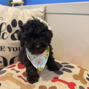 Emi Poodle 01 Emi Poodle 01