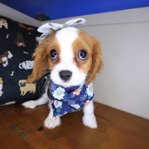 Ethel Cavalier King Charles Spaniel 01