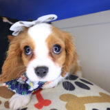 Ethel Cavalier King Charles Spaniel 02