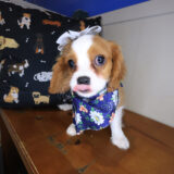 Ethel Cavalier King Charles Spaniel 03