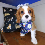 Ethel Cavalier King Charles Spaniel 04