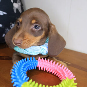 Falcon Dachshund 01 Falcon Dachshund 01