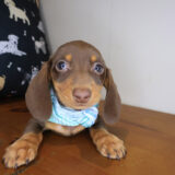 Falcon Dachshund 02