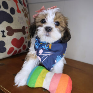 Fern Teddy Bear 01 Fern Teddy Bear 01