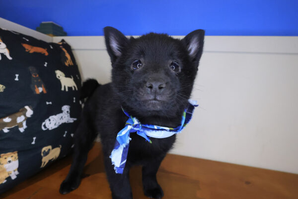 Fernando Schipperke 01