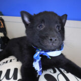 Fernando Schipperke 02