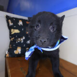 Fernando Schipperke 03