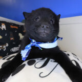 Fernando Schipperke 04