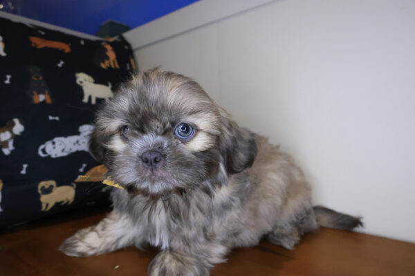 Fig Shih Tzu 01