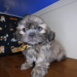 Fig Shih Tzu 03
