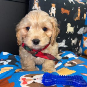 Flounder Cockapoo 01 Flounder Cockapoo 01