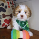 Freddie Teddy Bear 01