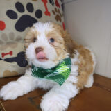 Freddie Teddy Bear 02