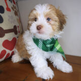 Freddie Teddy Bear 04