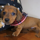 Fuzz Mini Dachshund 01