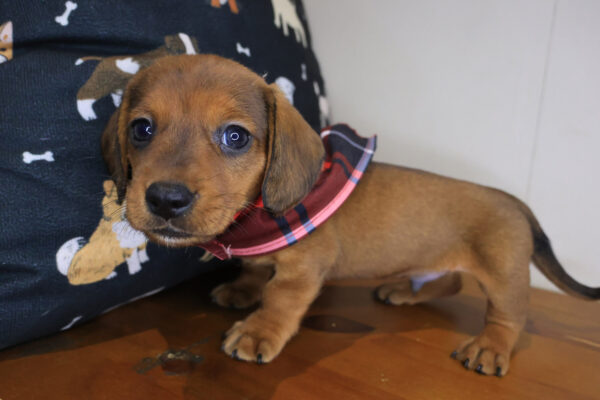 Fuzz Mini Dachshund 01