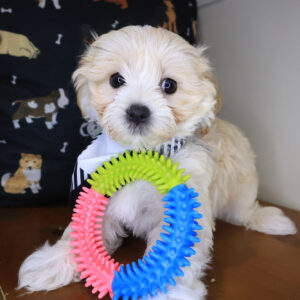 Galaxy Maltipoo 01 Galaxy Maltipoo 01