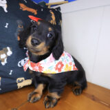 Goldie Dachshund 01