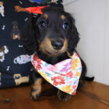 Goldie Dachshund 03