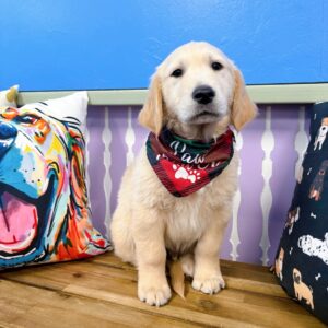 Gouda Golden Retriever 01