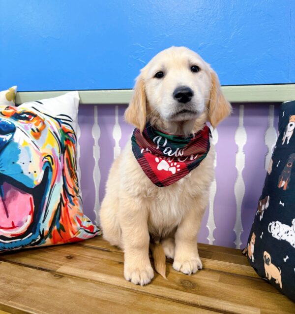 Gouda Golden Retriever 01