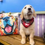 Gouda Golden Retriever 04