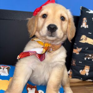 Guava Golden Retriever 01 Guava Golden Retriever 01