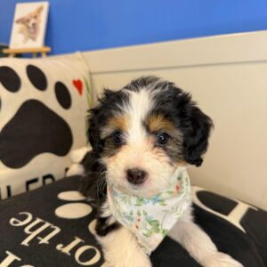 Gummy Bernedoodle 01 Gummy Bernedoodle 01