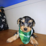 Gunner Yorkshire Terrer 01