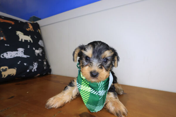 Gunner Yorkshire Terrer 01