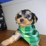 Gunner Yorkshire Terrer 02