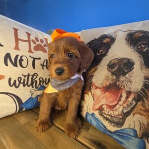 Harper Mini Goldendoodle 01 Harper Mini Goldendoodle 01