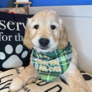 Hawkeye Golden Retriever 01