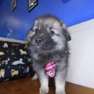 Jaclyn Keeshond 01