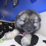 Jaclyn Keeshond 02