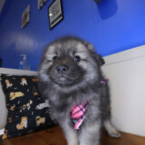 Jaclyn Keeshond 03