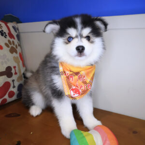 Jake Pomsky 01 Jake Pomsky 01