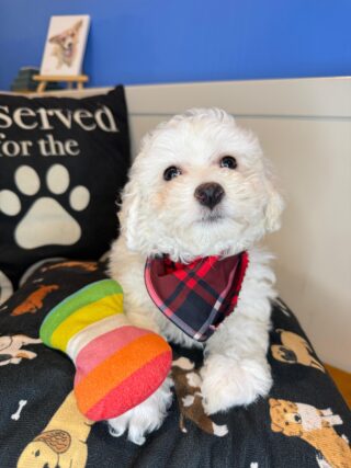 Jaxson Bichon Frise 01