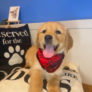 Kai Golden Retriever 01