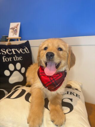 Kai Golden Retriever 01