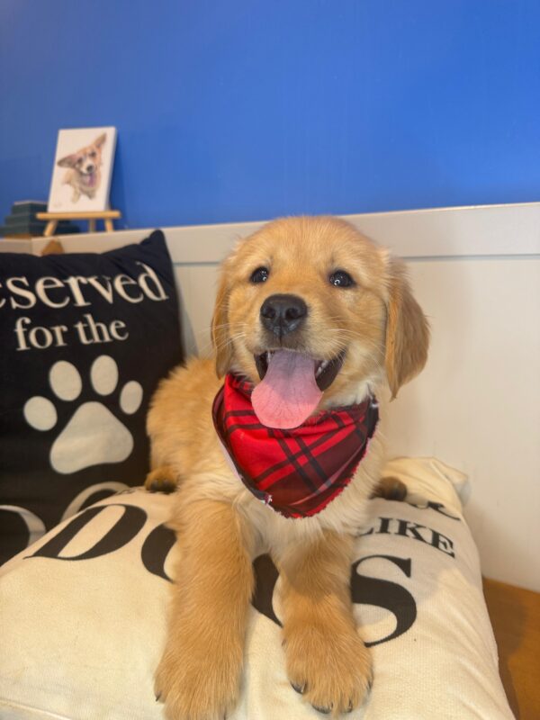 Kai Golden Retriever 01