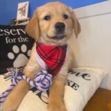 Kai Golden Retriever 02