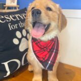 Kai Golden Retriever 03