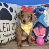 Kaleidoscope Goldendoodle 01