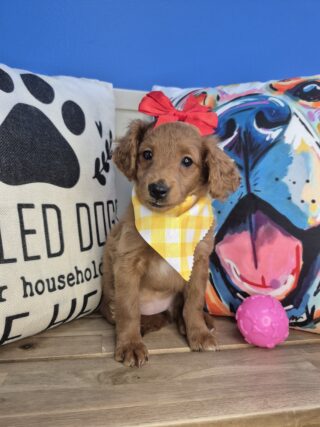 Kaleidoscope Goldendoodle 01